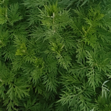 贵州野生艾草可以整株采购，也有艾草尖以及鲜货干货