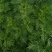 贵州野生艾草可以整株采购，也有艾草尖以及鲜货干货