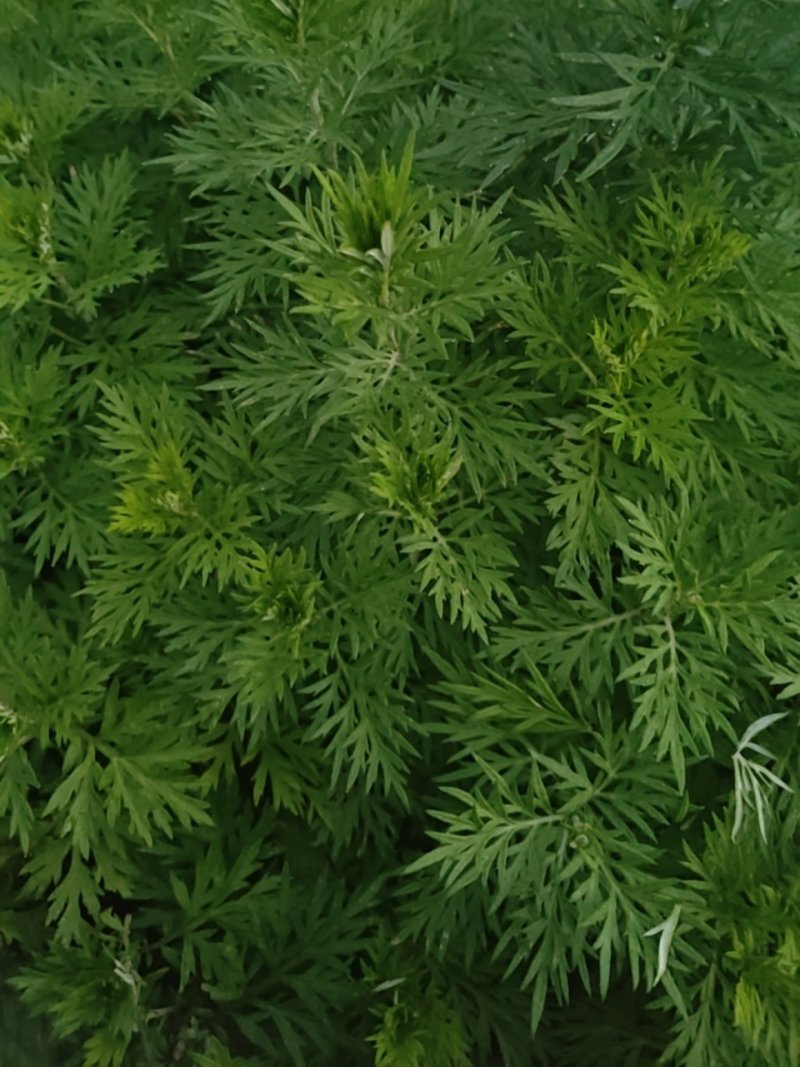贵州野生艾草可以整株采购，也有艾草尖以及鲜货干货