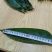 粽子叶，现采