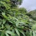 粽子叶，现采