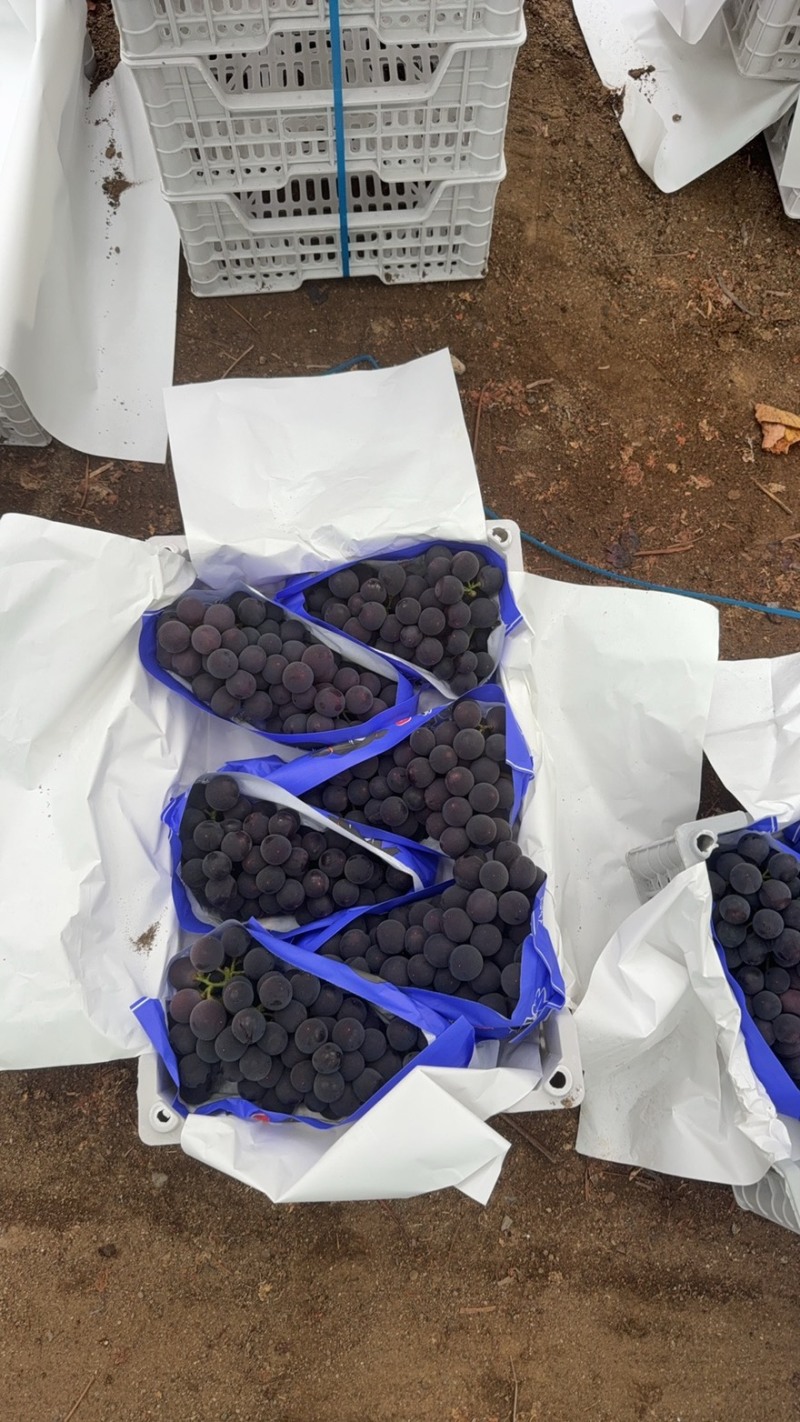 代办实力供货辽宁辽南精品巨峰葡萄天天发车
