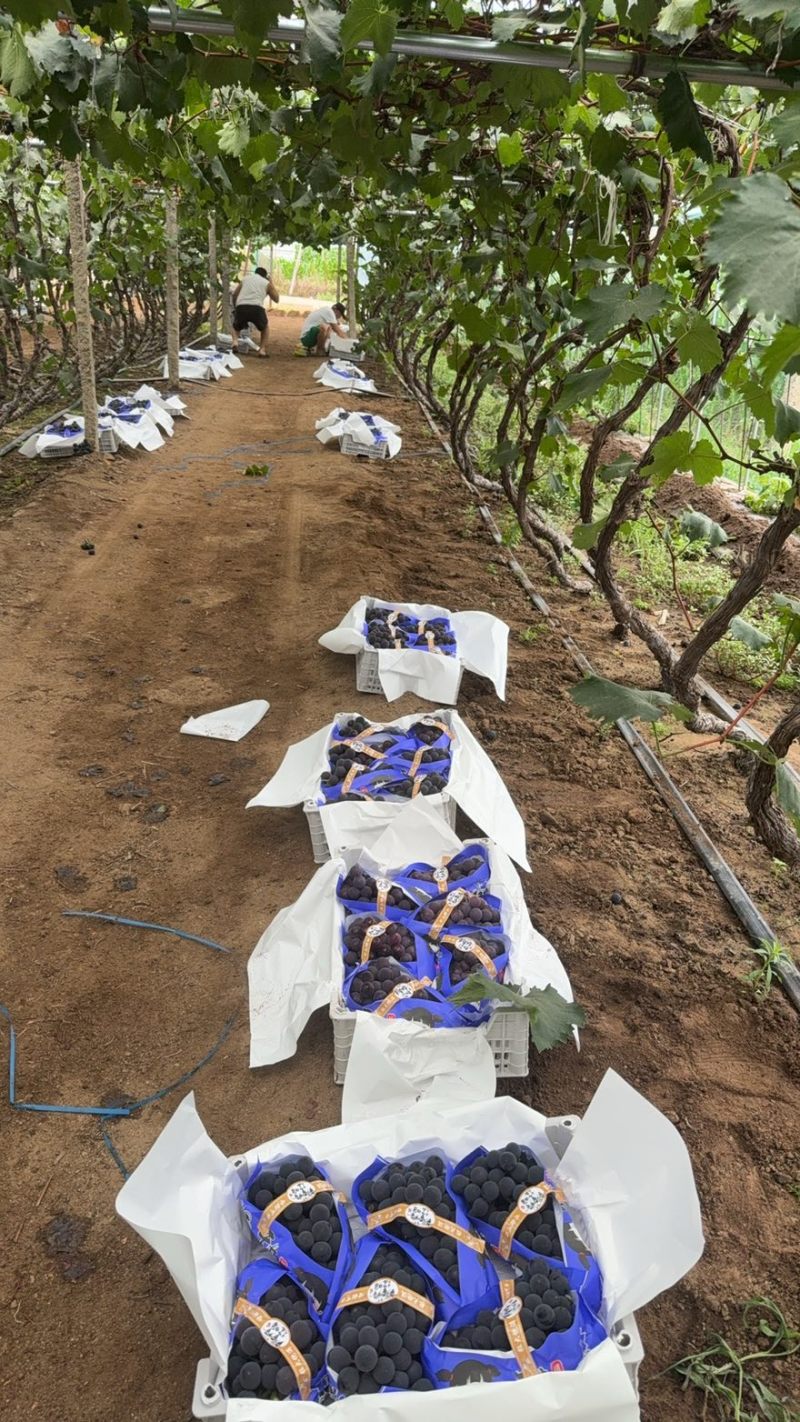 代办实力供货辽宁辽南精品巨峰葡萄天天发车