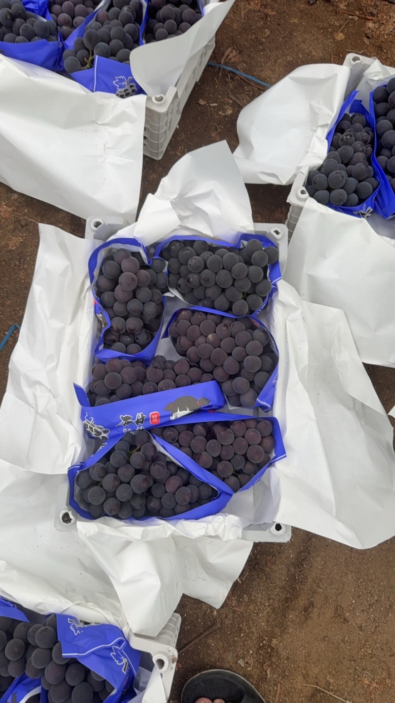 代办实力供货辽宁辽南精品巨峰葡萄天天发车