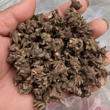 野生猫爪草，特尖爪