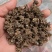野生猫爪草，特尖爪