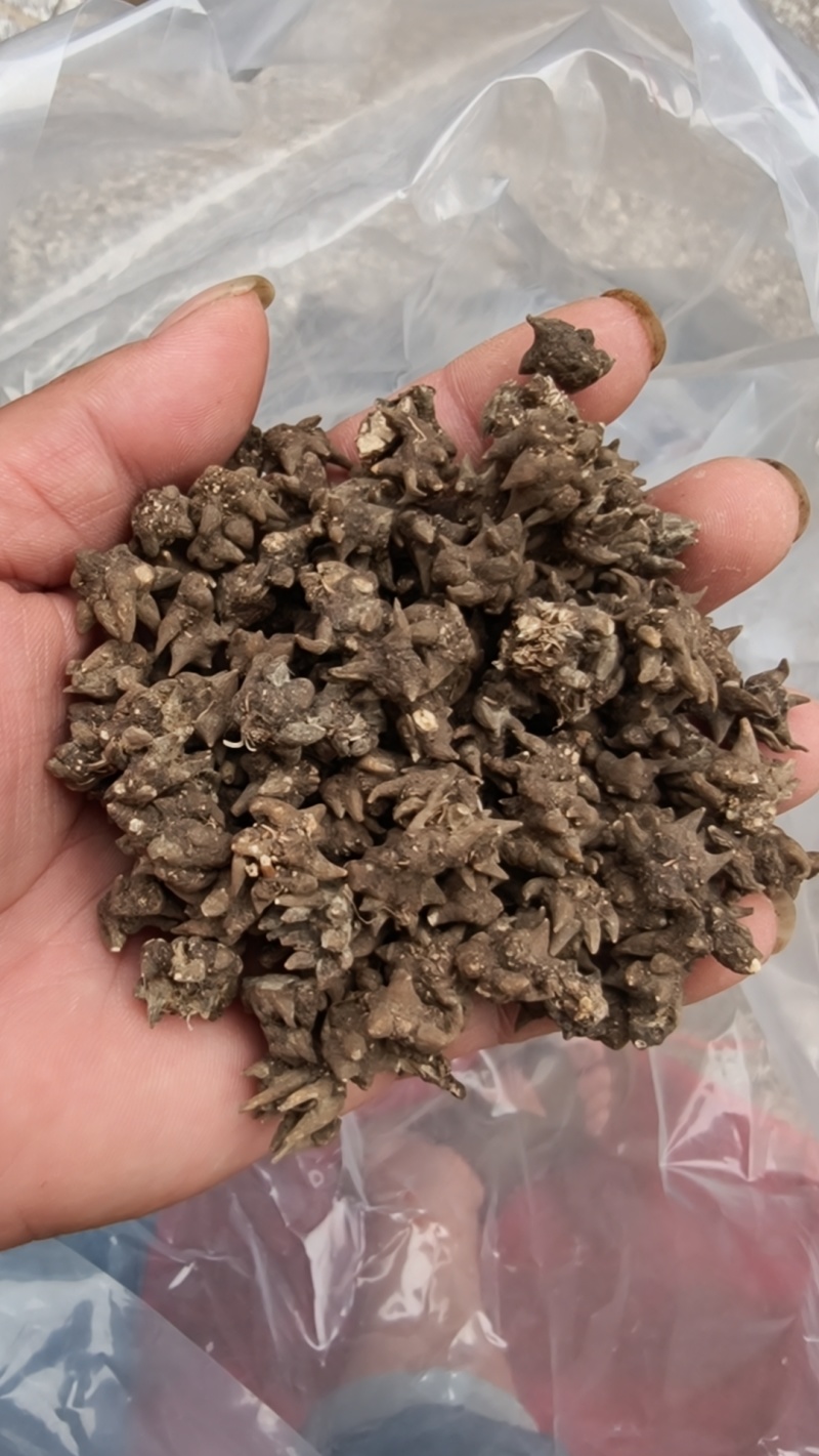 野生猫爪草，特尖爪
