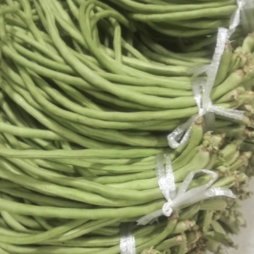 豆角，自己桃园里种的，每天100多斤