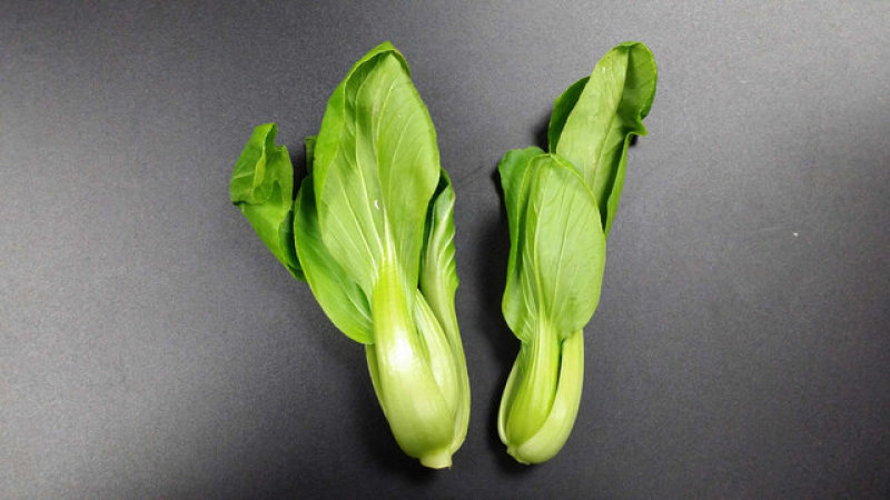 陕西西安瓢儿青菜