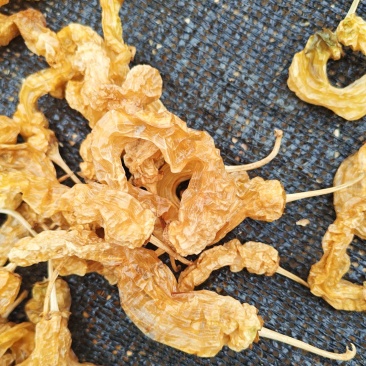 水煮无盐白辣椒