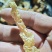 水煮无盐白辣椒