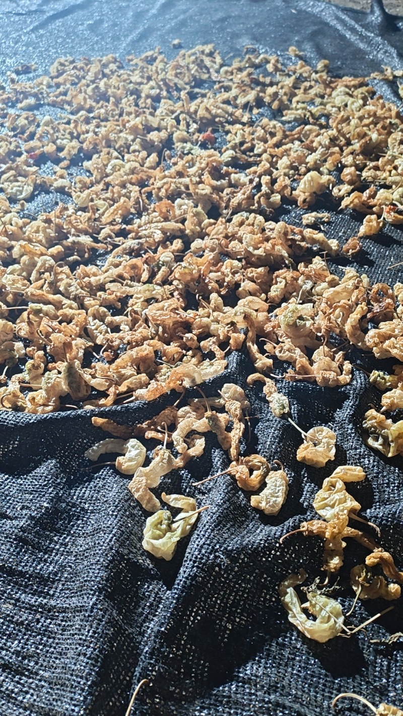 水煮无盐白辣椒