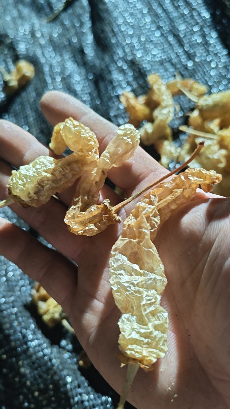 水煮无盐白辣椒
