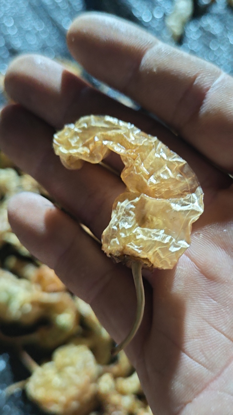 水煮无盐白辣椒