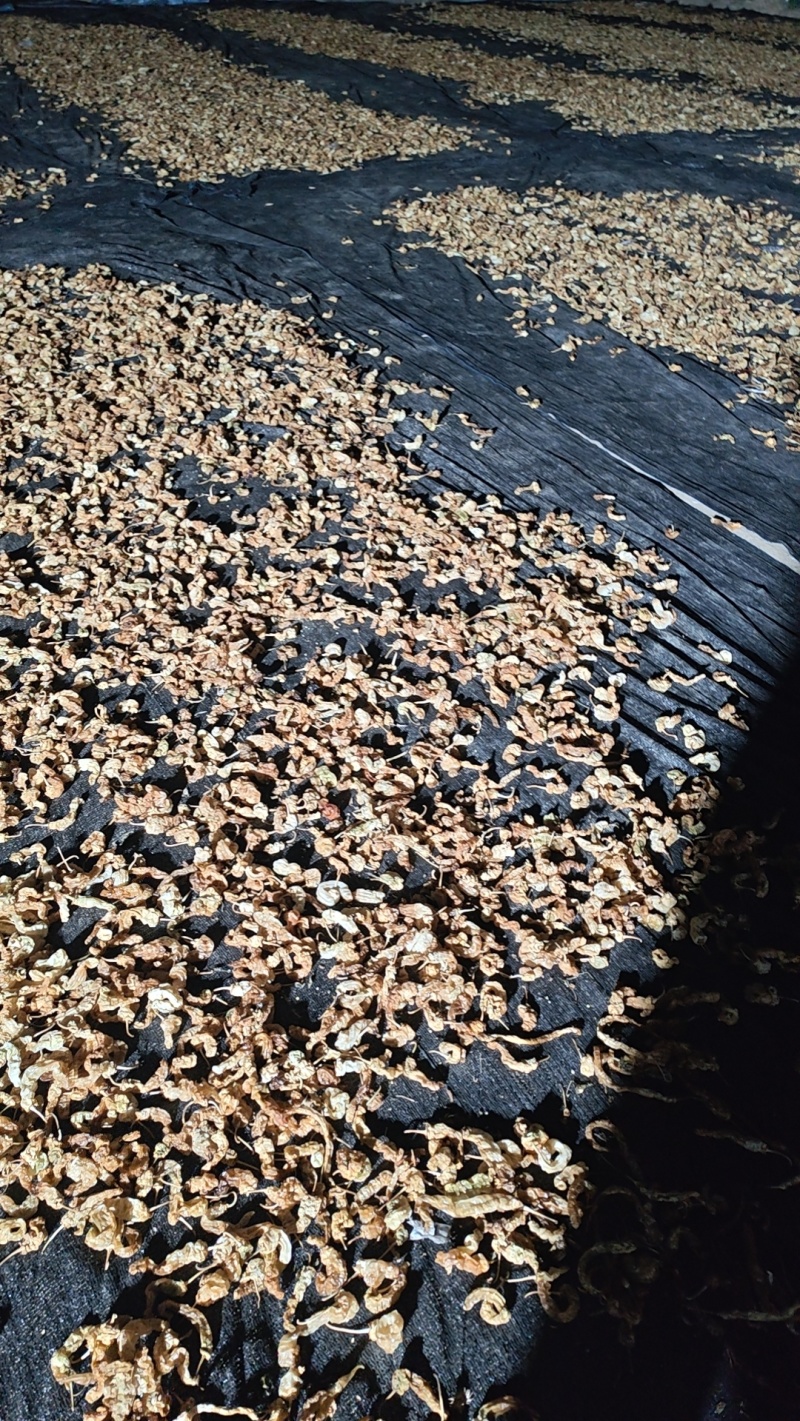 水煮无盐白辣椒
