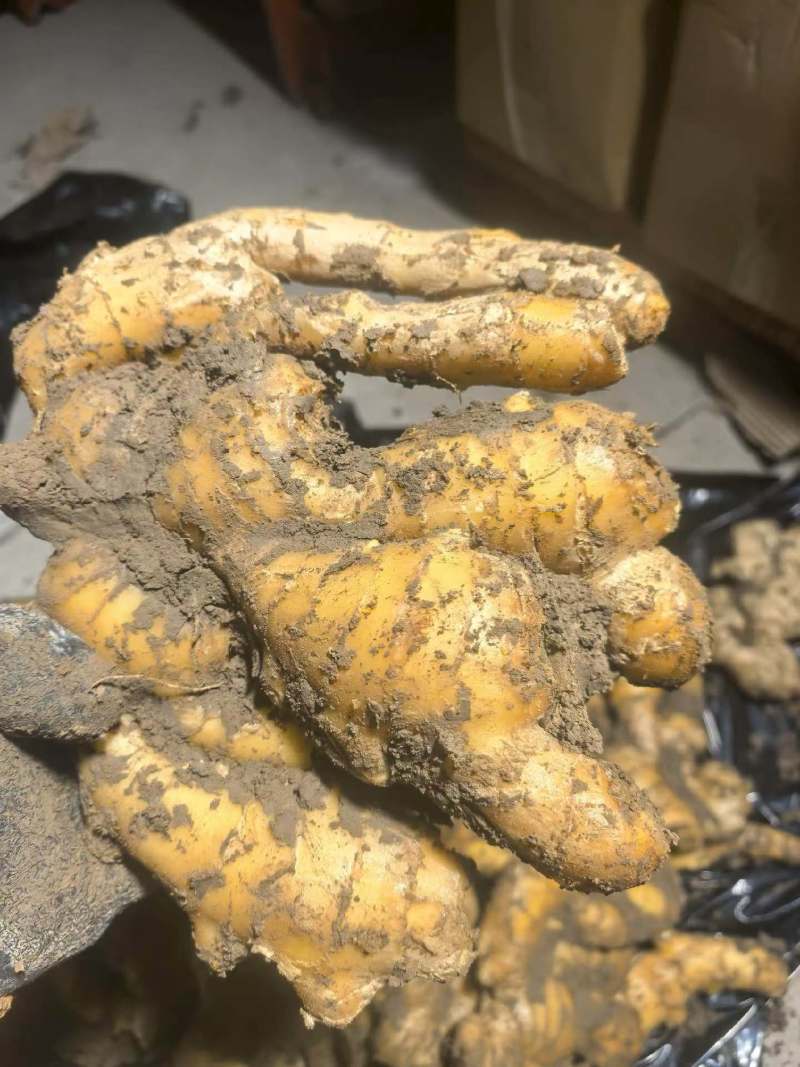 山东产地大姜大量现货供应货发全国批发水洗电商