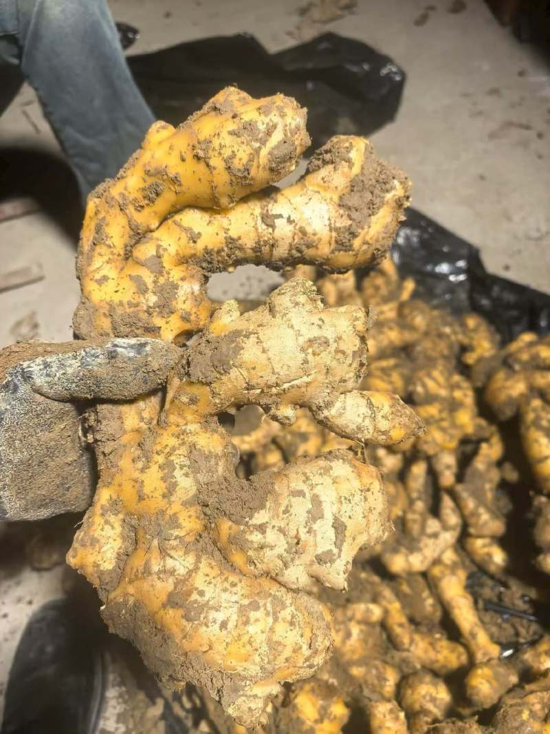 山东产地大姜大量现货供应货发全国批发水洗电商