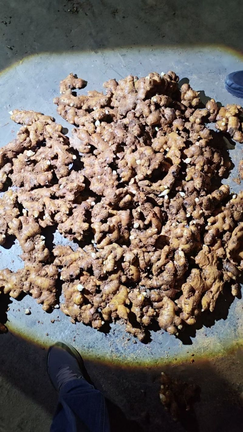 山东产地大姜大量现货供应货发全国批发水洗电商