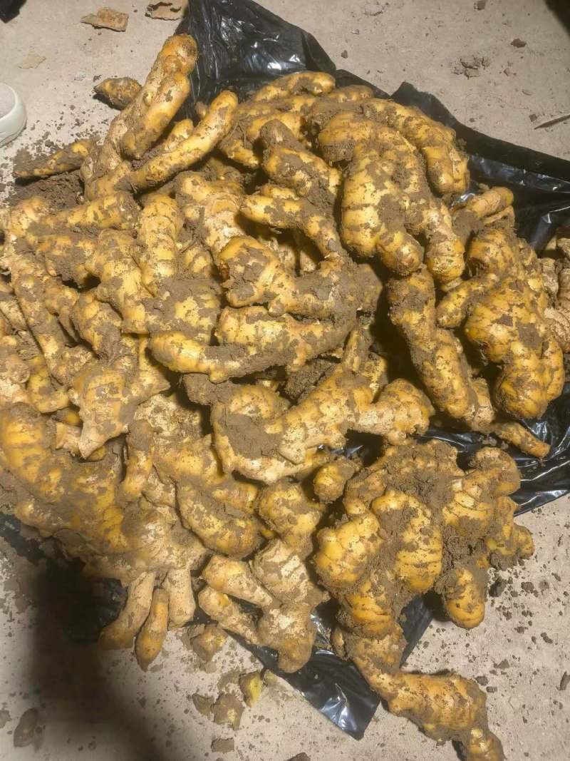 山东产地大姜大量现货供应货发全国批发水洗电商