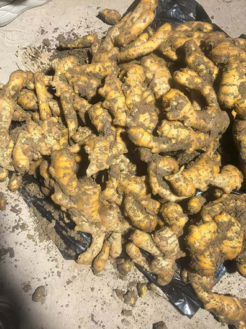 山东产地大姜大量现货供应货发全国批发水洗电商