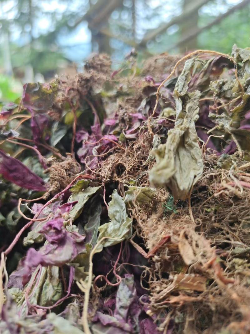 新货深山老林风柜斗草，自然晒干干净无杂草