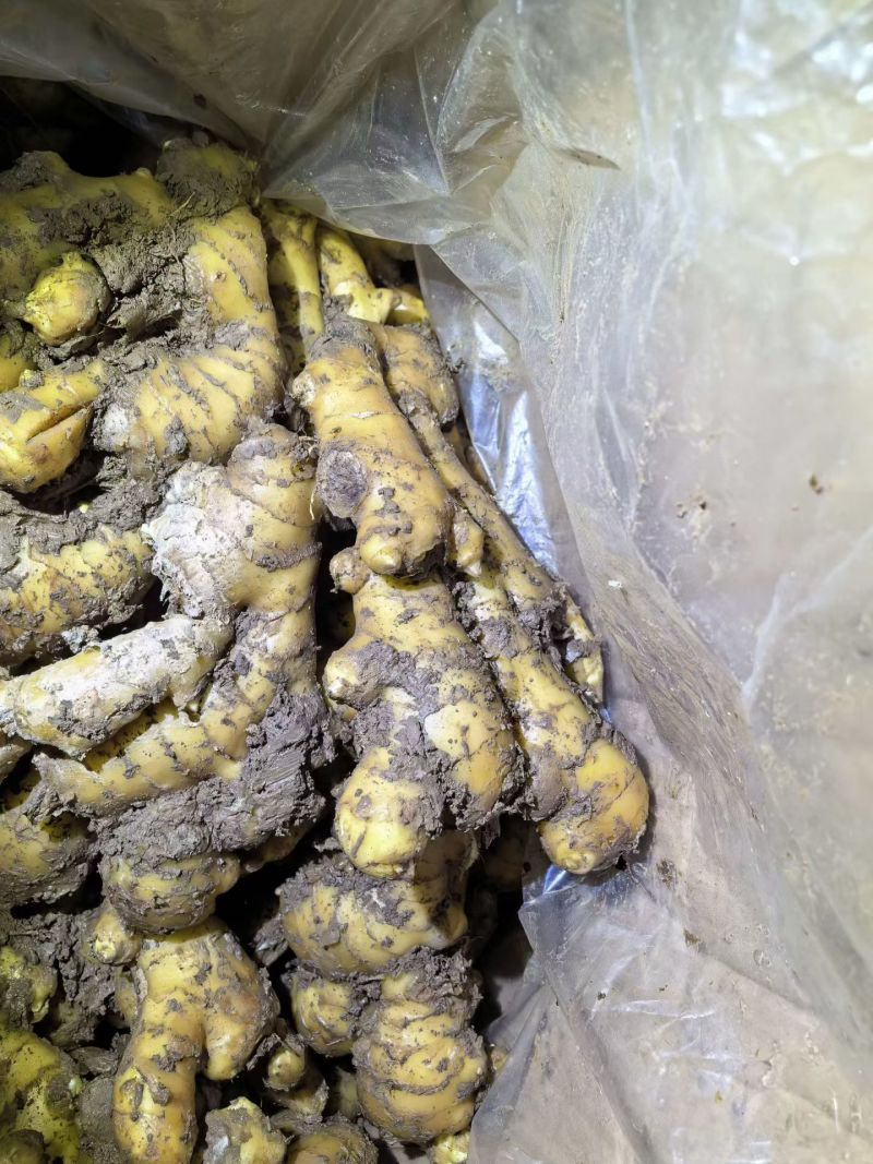山东产地大姜大量现货供应货发全国批发水洗电商