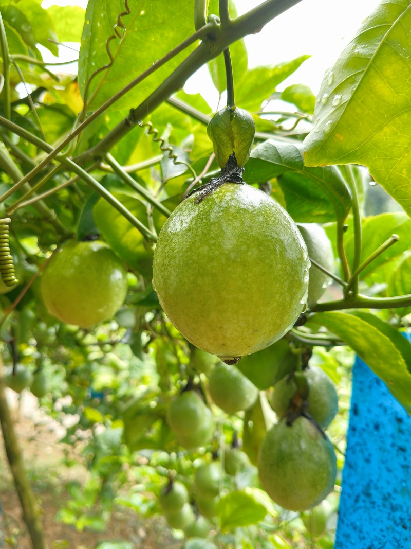 黄金百香果