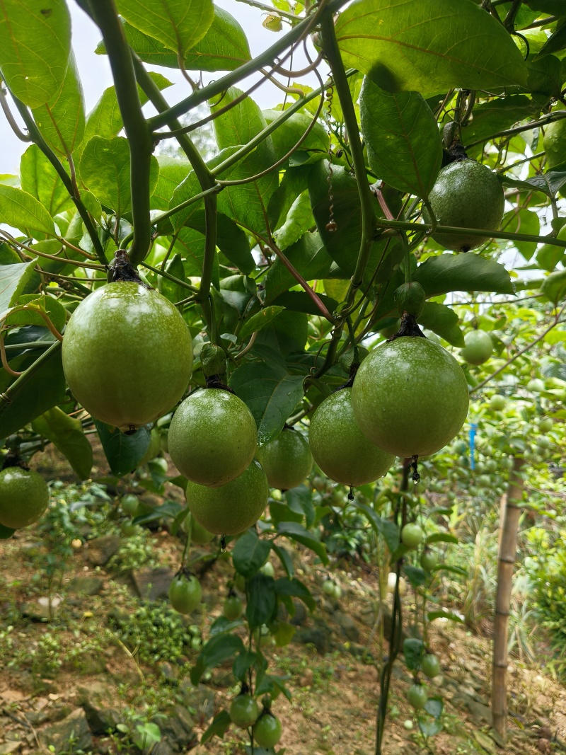 黄金百香果