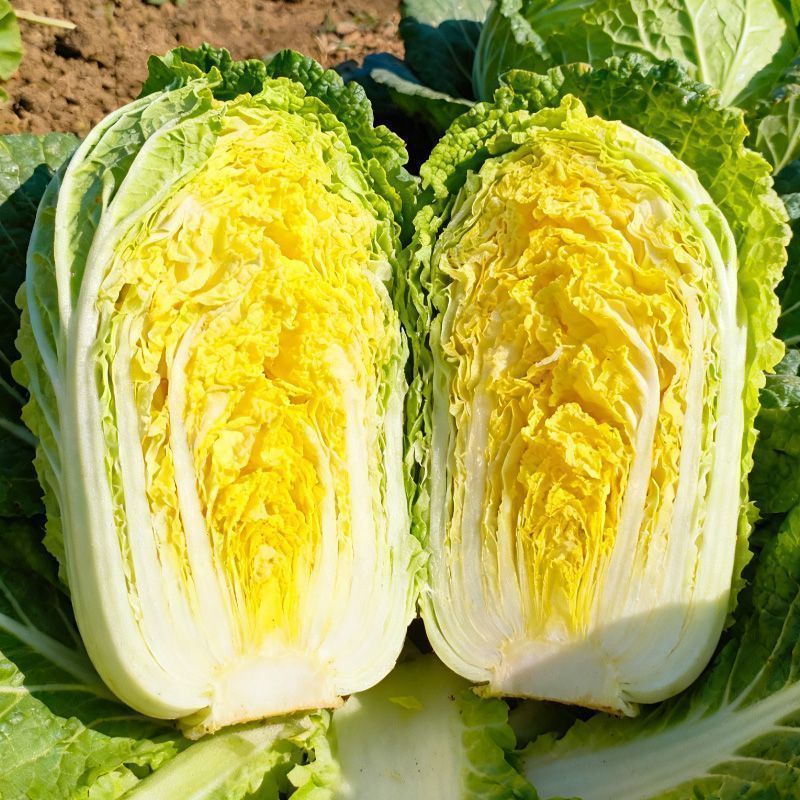 青硕秋爽黄心大白菜种子中熟75天筒形耐贮运耐寒秋播大白菜