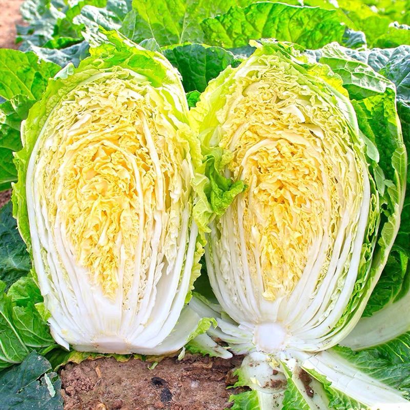 青硕秋爽黄心大白菜种子中熟75天筒形耐贮运耐寒秋播大白菜