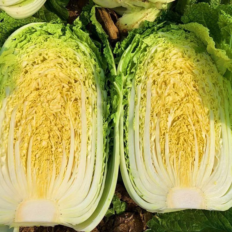 青硕秋爽黄心大白菜种子中熟75天筒形耐贮运耐寒秋播大白菜