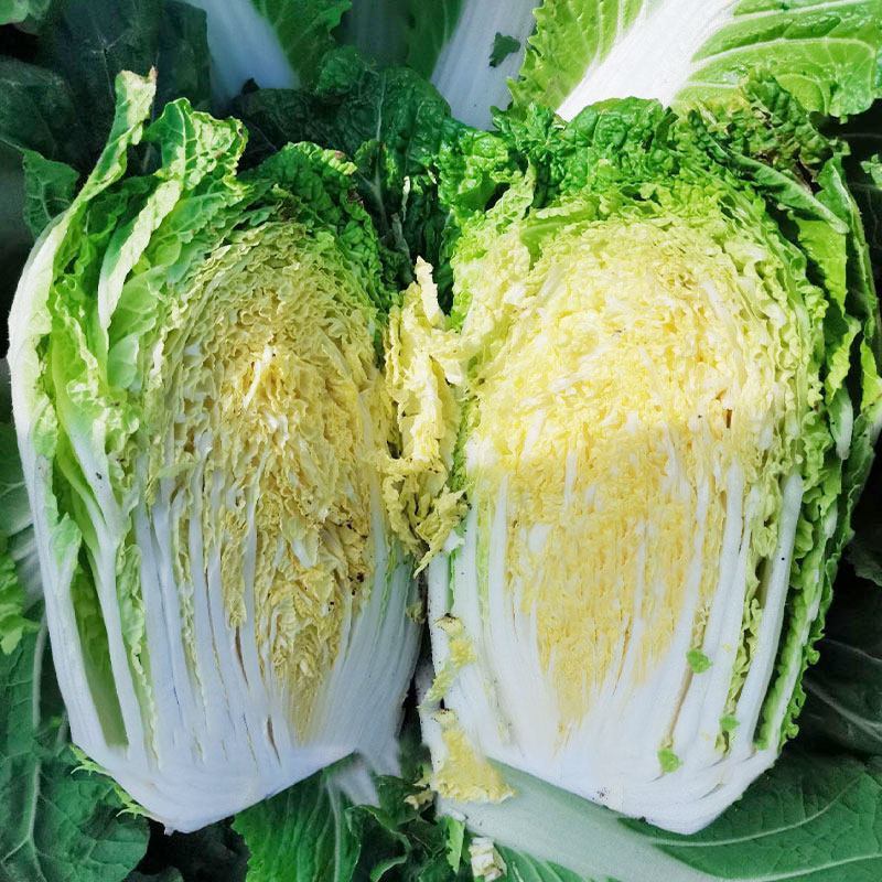 青硕秋爽黄心大白菜种子中熟75天筒形耐贮运耐寒秋播大白菜