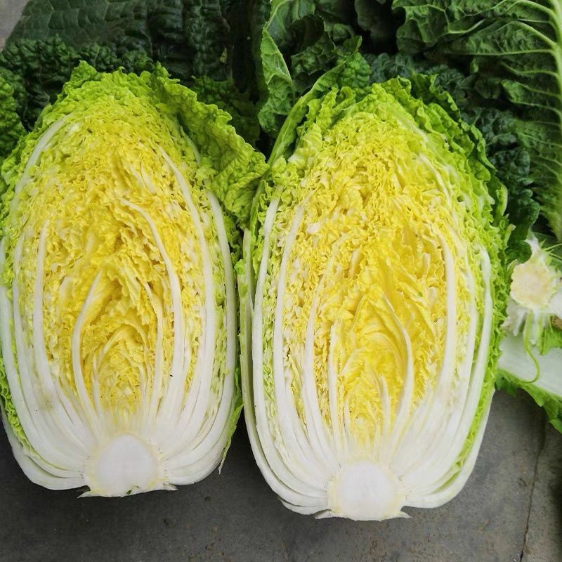 青硕秋爽黄心大白菜种子中熟75天筒形耐贮运耐寒秋播大白菜