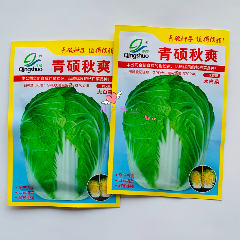 青硕秋爽黄心大白菜种子中熟75天筒形耐贮运耐寒秋播大白菜
