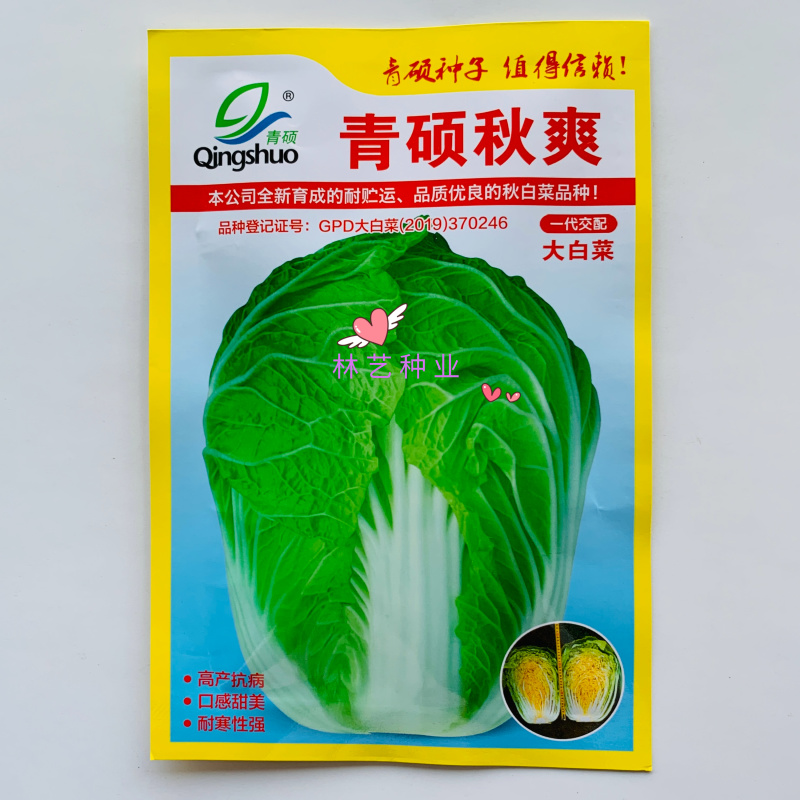 青硕秋爽黄心大白菜种子中熟75天筒形耐贮运耐寒秋播大白菜