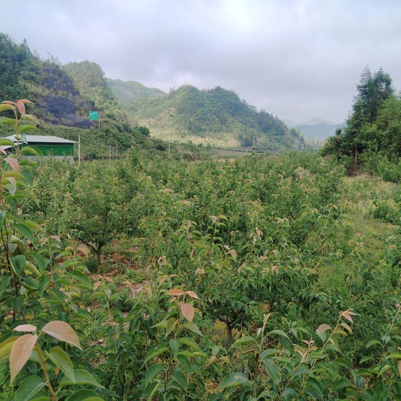 果园出租希有品种（长冲梨）百度搜索长冲梨了解