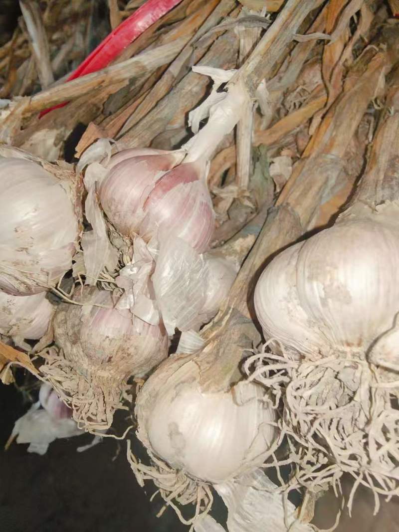 精品温江红七星蒜种，云南独头蒜种！