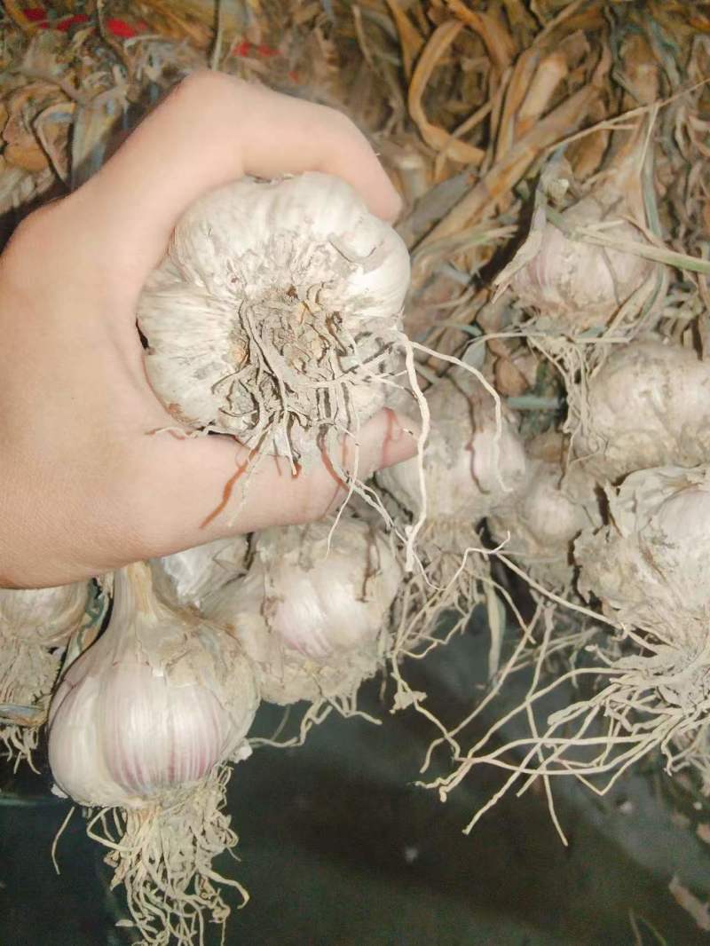 精品温江红七星蒜种，云南独头蒜种！