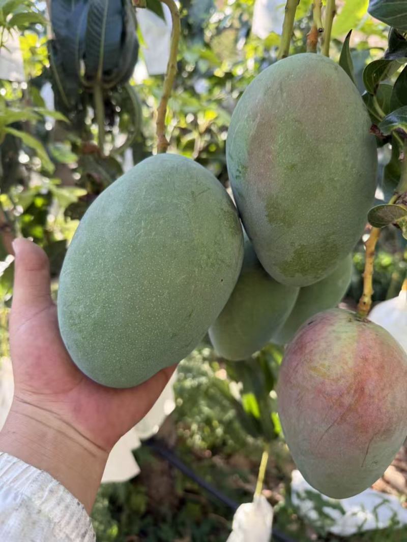 攀枝花凯特芒果
