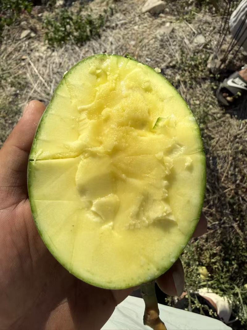 攀枝花凯特芒果