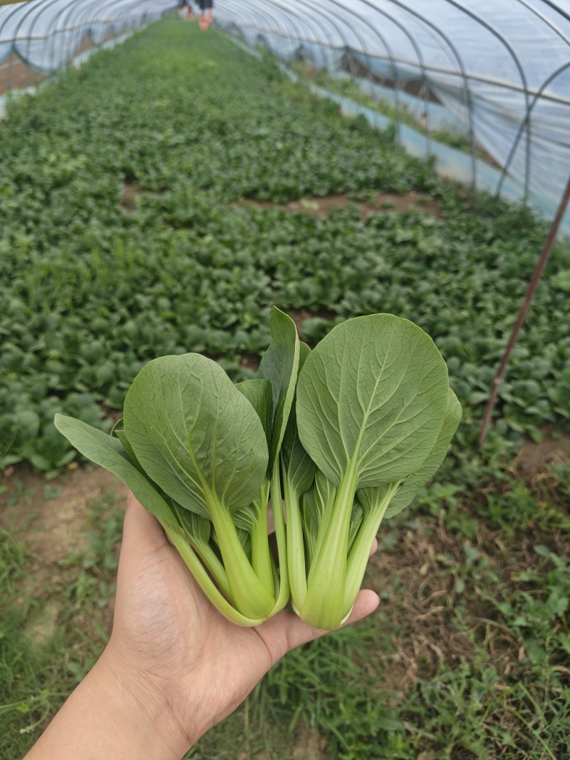 上海青油菜小青菜太和县产地直供，可代收代卖对接采购