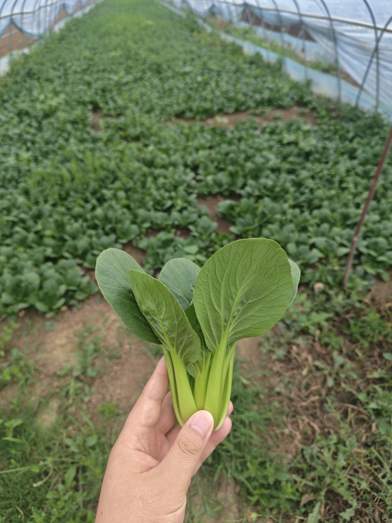 上海青油菜小青菜太和县产地直供，可代收代卖对接采购