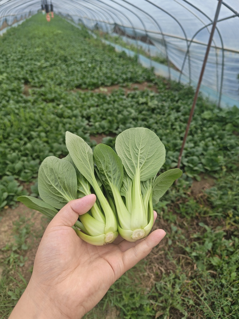 上海青油菜小青菜太和县产地直供，可代收代卖对接采购