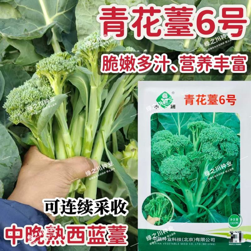 中蔬青花薹6号种子农科院杂交西兰苔种子脆嫩多汁西蓝薹种籽