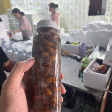 金蝉知了猴，专业电商一件代发，社区团购批发，有需要的随时