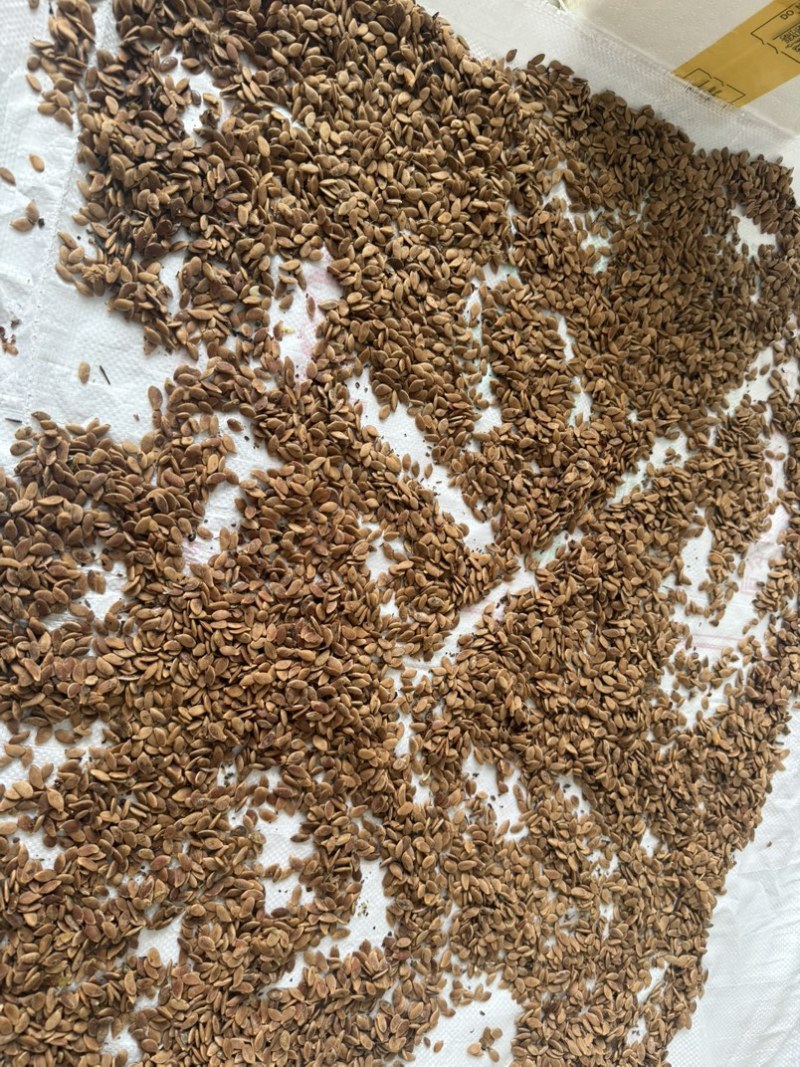 酸杨桃种子