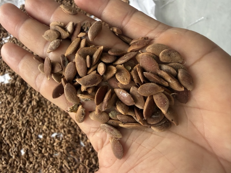 酸杨桃种子