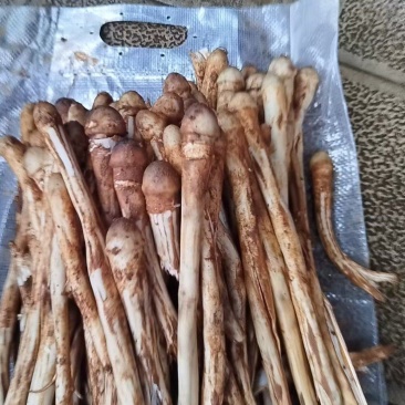 鸡枞菌