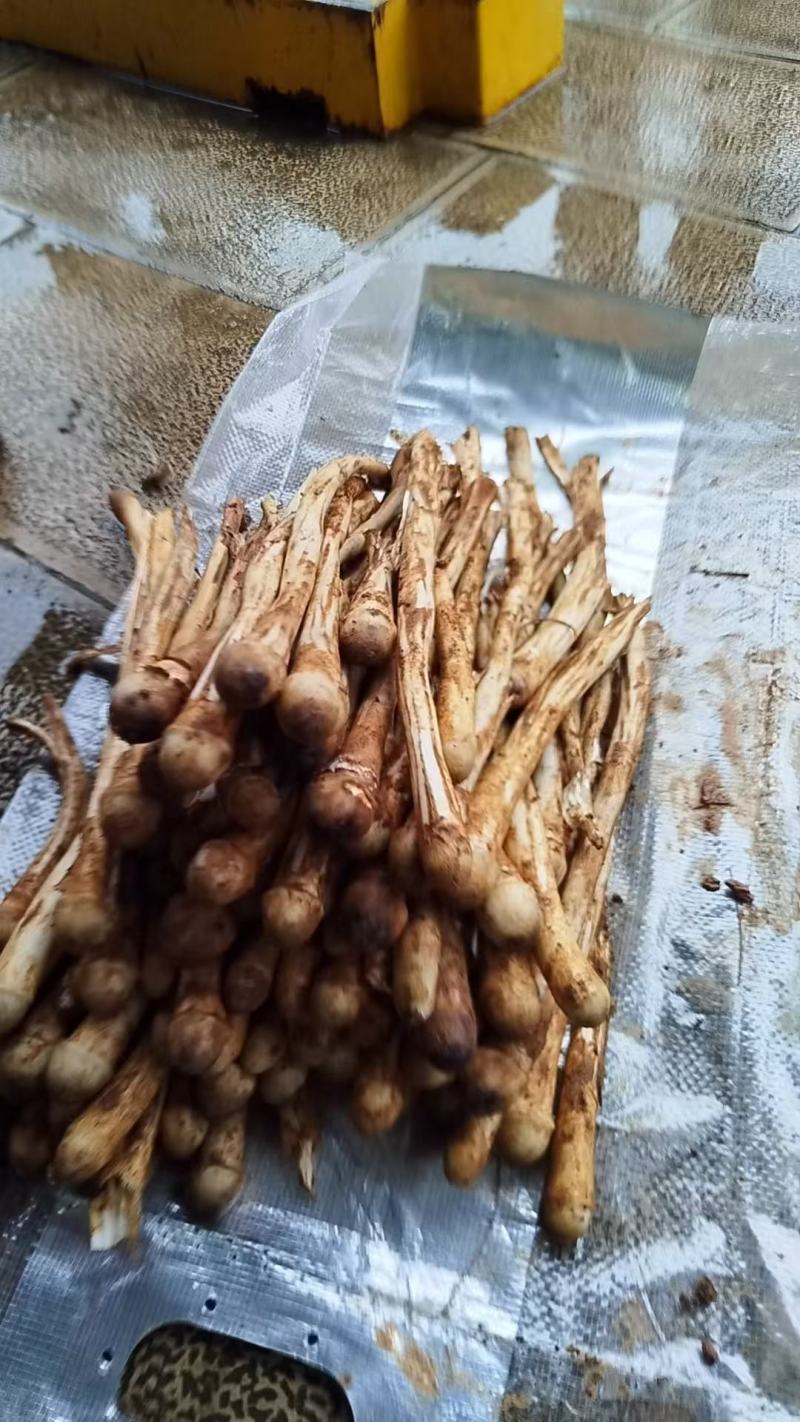 鸡枞菌