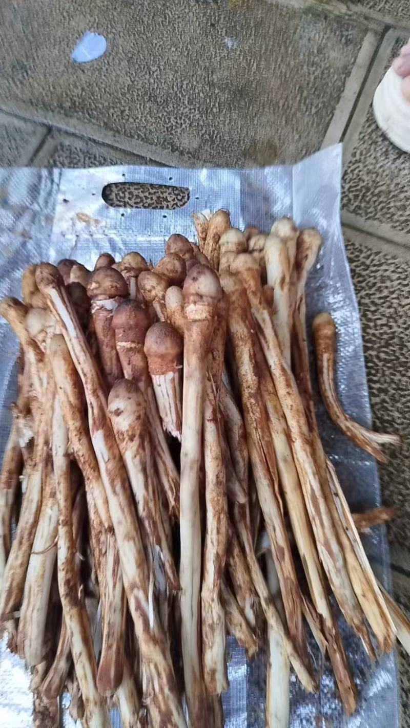 鸡枞菌